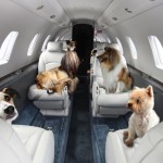 10 dicas para transportar seu cachorro ou gato no avião