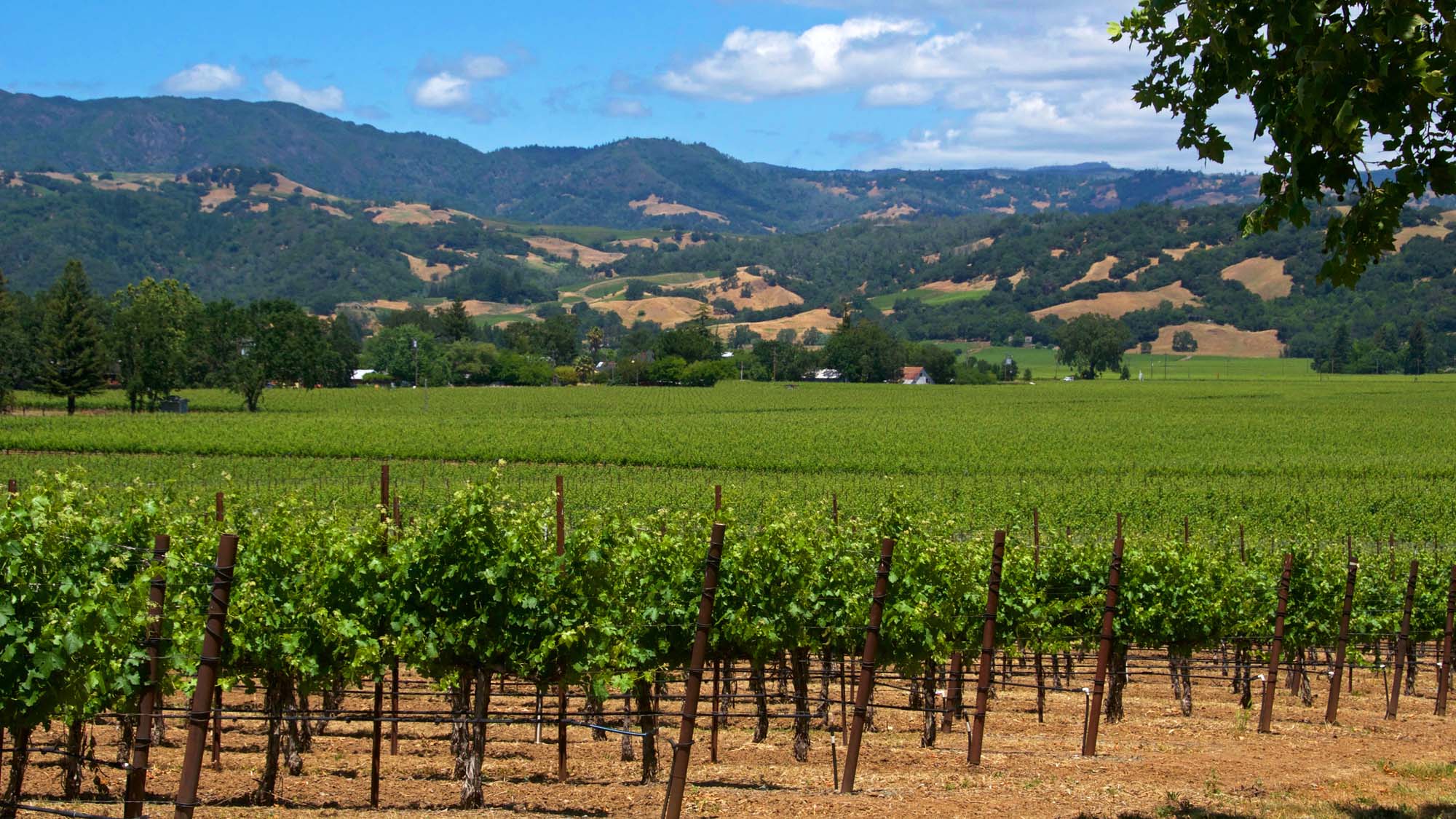 Sonoma, Califórnia: guia para aproveitar as vinícolas
